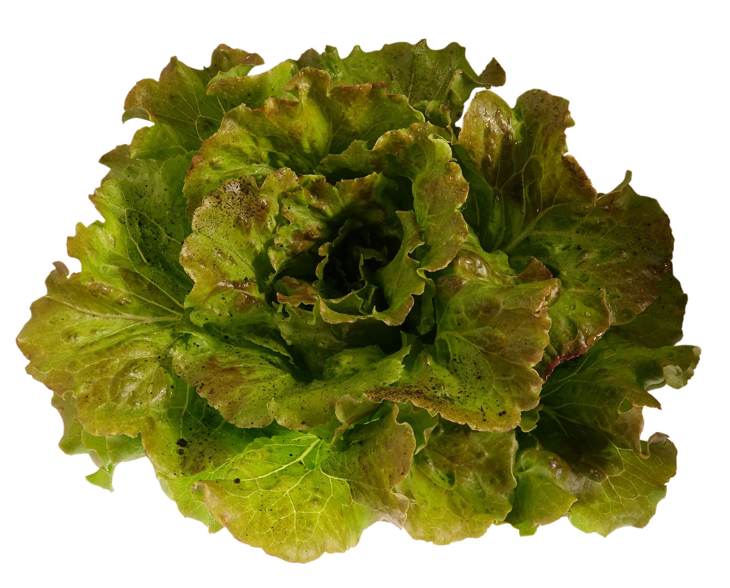 Insalata Canasta