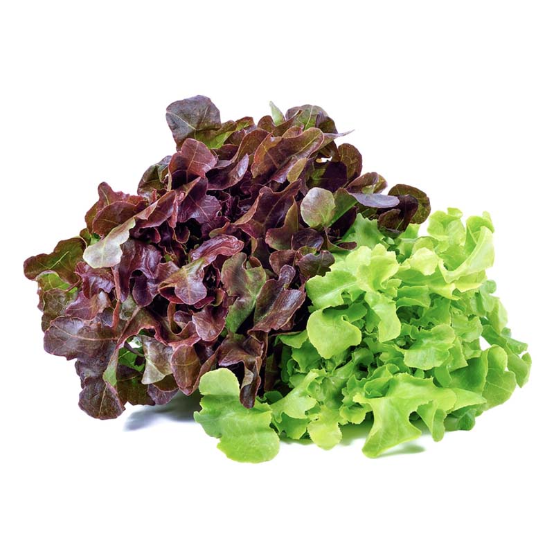 Insalata foglia di quercia