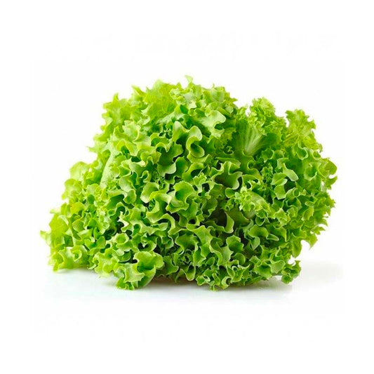 Insalata gentilina