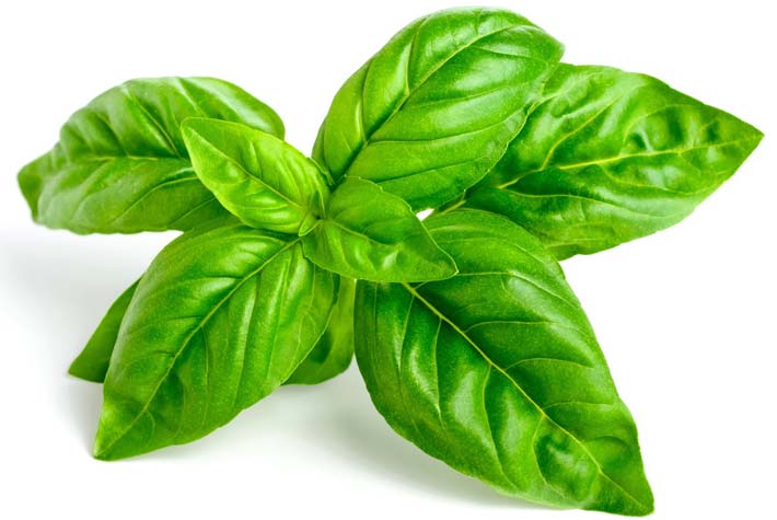 Basilico
