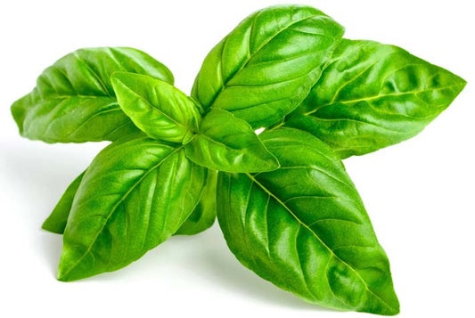 Basilico