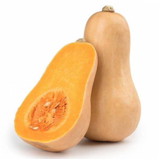 Zucca